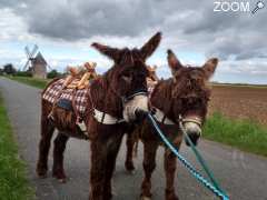 photo de ÂNES ET CALÈCHES DU POITOU