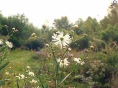 Foto Arboretum & Gîtes du Chêne-Vert